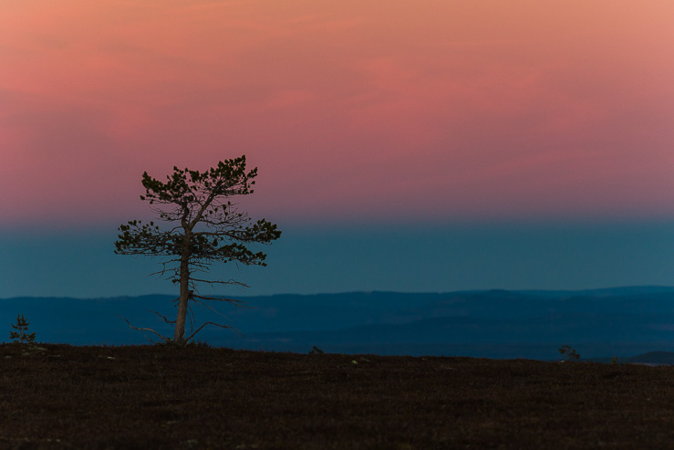 Litet träd i solnedgång på Östfjällets topp i Sälen. Fotograf: Magnus Stålberg